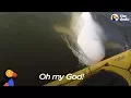 Download Lagu Man's Funny Beluga Song Attracts Beluga Whales Who Sing Back | The Dodo