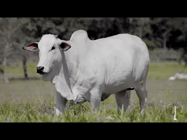 Novilha Nelore AFOM - 5853