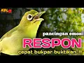 Download Lagu CIAK CIAK JOSS KECIAL KUNING AMPUH||PANCINGAN KECIAL MALAS BUNYI||