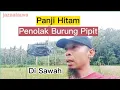 Lagu Cara Gratis Mengusir Burung Pipit Di Sawah