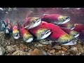 Download Lagu kehidupan ikan salmon dari menetas hingga bertelur