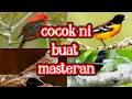 Download Lagu |KICAU KICAU|MASTERAN POPULER BURUNG LUAR NEGERI