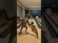 Download Lagu Introductie van Luma Ray3 - Bowling deel 2 #shorts
