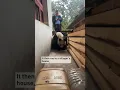 Download Lagu Wild panda breaks into villager's house in northwest China