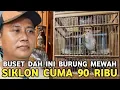 Lagu GOKIL SIKATAN LONDO DIJUAL 90 RIBU WAMBI MINI DIJUAL CUMA 70 RIBU LOKALAN DI PASAR BURUNG PRAMUKA