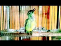 Download Lagu Kolibri manggar TROTOL Gacor full isian BESETAN tajam || Kolibri kelapa gacor