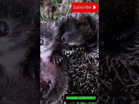 Adorable baby Pets compilation 😻 #animalheavenvideo #animals #pets