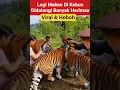 Download Lagu Lagi Makan Didatangi Banyak Harimau #tigers