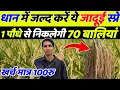Download Lagu धान में बाली निकलते समय क्या डाले | Dhan Me Kalle Badhane Ke Upay | Dhan Ki Kheti | Dhan Me Spray