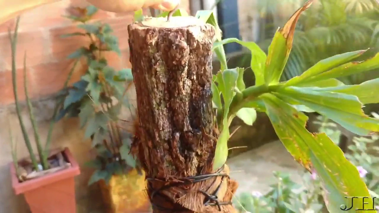 COMO PLANTAR ORQUÍDEA CATASETUM NO TOQUINHO DE IPÊ E COMO REGAR
