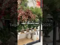 Traditional Christmas