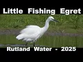 Download Lagu Burung Kuntul Kecil - 2025