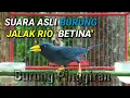 Download Lagu Suara asli burung jalak rio rio betina