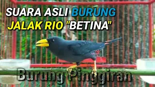 suara asli burung jalak rio rio betina