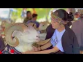 Download Lagu MEMPESONA!😍🔥 DOMBA \u0026 SAPI UNGGULAN PESTOK JABAR 2024
