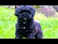 Shih Poo - The Ultimate Owner s Guide