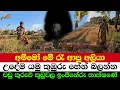 Download Lagu Massive Elephant Stuns the Royal Garden | Let’s Visit the Paddy Fields at Sunrise