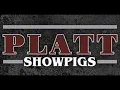 Platt Showpigs Customer Open Gilt Offering Lot 4