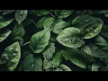 Green Plants TV Screensaver Background Wallpaper Art Modern Botanical Plants Greenery