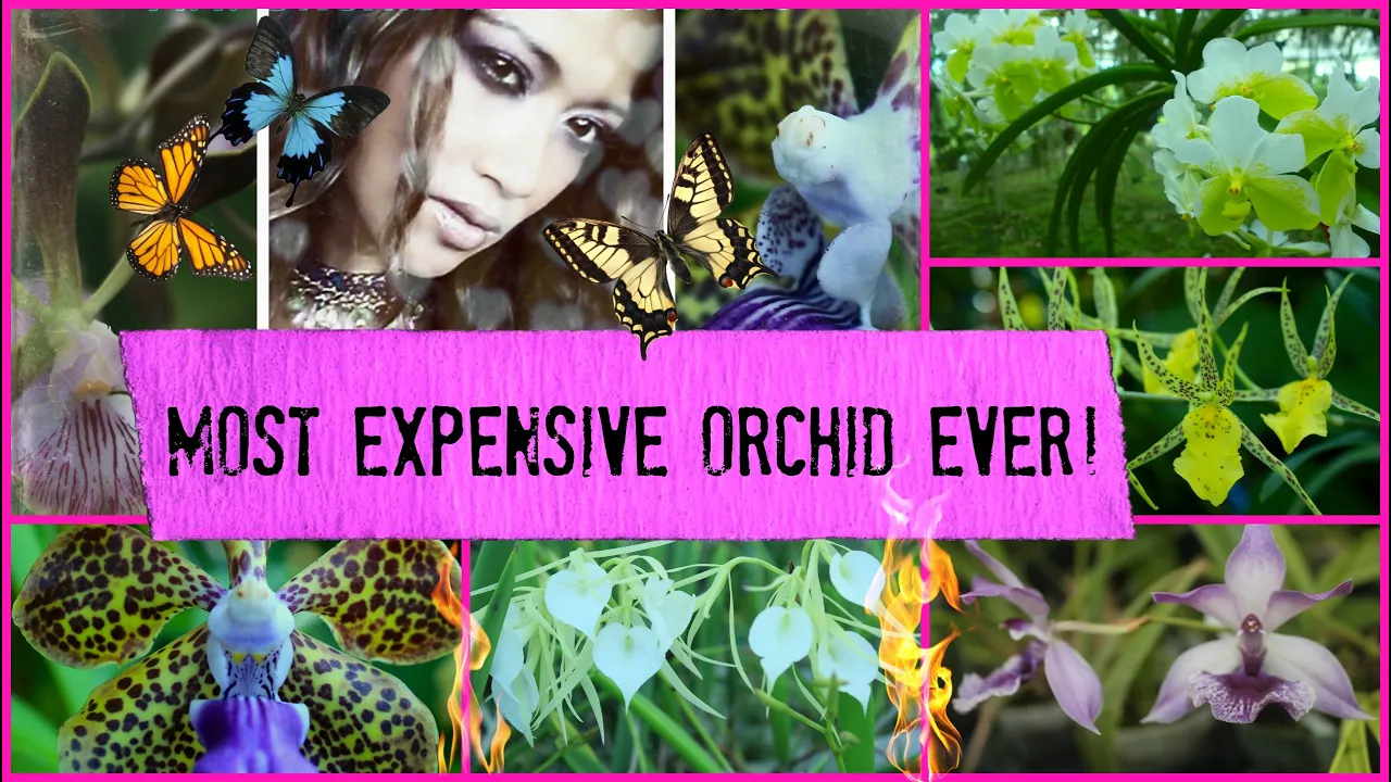 MOST EXPENSIVE ORCHID PURCHASE RARE TREASURE