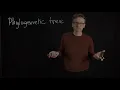 Lecture 11 concept 15 Phylogenetic trees