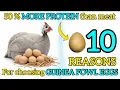 10 Reasons Why the Guinea Fowl Egg is SUPERIOR to Chicken Eggs