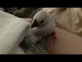 Everything looks like food to the java finches at this age Day 37