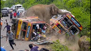 Close Call: Massive Elephant Smashes Car Window to Grab Fruits #elephantattack