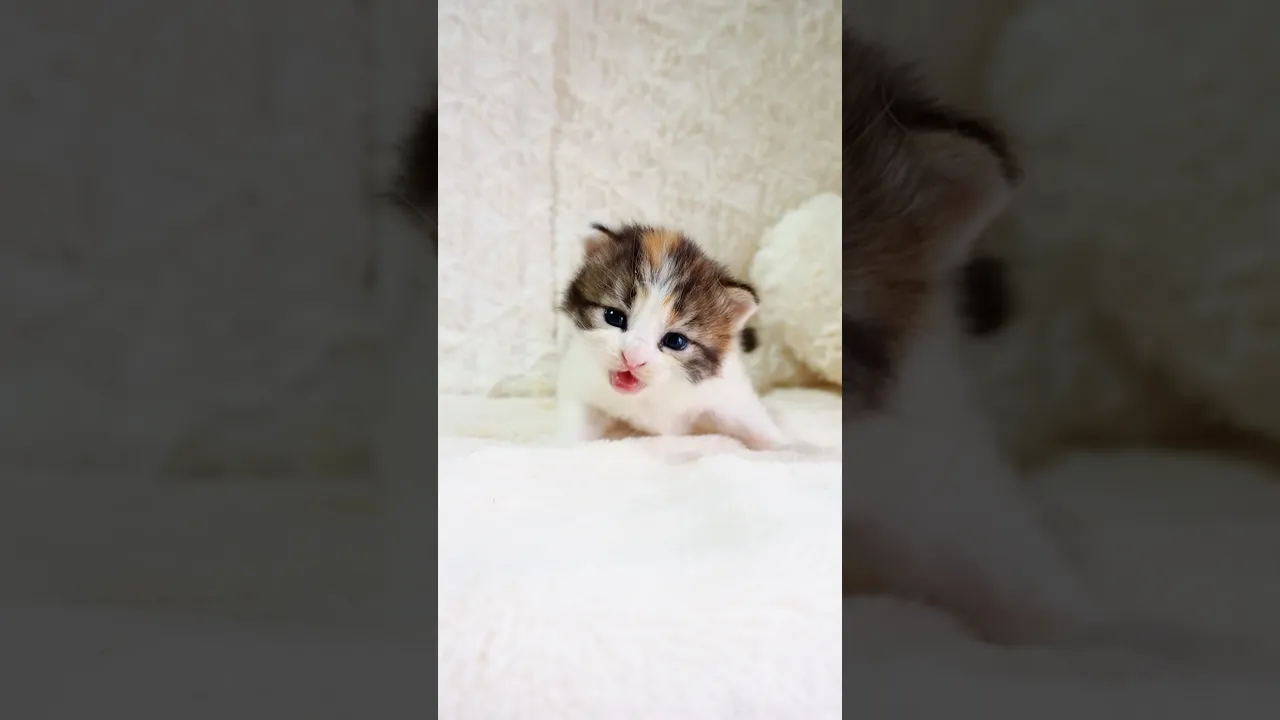 動画