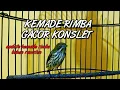 Download Lagu BURUNG KEMADE RIMBA GACOR | UPDATE BURUNG KEMADE RIMBA BAHAN RAWATAN | KEMADE GACOR | BURUNG KEMADE