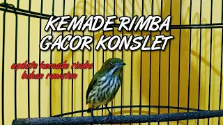 burung kemade rimba gacor update burung kemade rimba bahan rawatan kemade gacor burung kemade