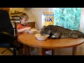 Rhino iguana Buddy and Logan eating breakfast