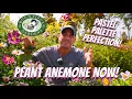 Download Lagu The PERFECT Late Summer Perennial for ANY Garden: Anemone (Windflower)!