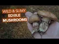 Slippery Jacks Other Edible Mushrooms