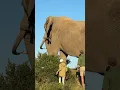 This enormous bull elephant towers over me - yet he is so careful and gently moves away! 🐘🙌🏻 #reels
