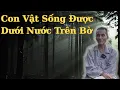 Lagu Ông Út Kể Chuyện Con Vật Sống Được Dưới Nước Trên Bờ