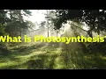What is photosynthesis?