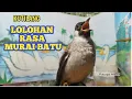 Download Lagu Dahsyattt bro !! KUTILANG LOLOHAN INI MULAI MENGELUARKAN ISIAN MURAI BATU
