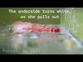 Cherry shrimp molting