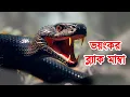 Download Lagu Black Mamba Snake | World's Most Dangerous Snake Black Mamba