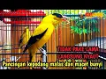 Download Lagu KICAU SUARA BURUNG KEPODANG EMAS GACOR BERSAUTAN AMPUH BUAT PANCINGAN KEPODANG AGAR BUNYI