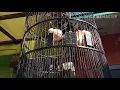 Download Lagu suara burung Kacer juara top