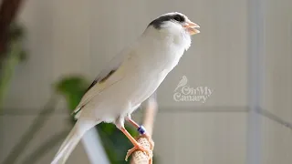                                                                                                     دندنها