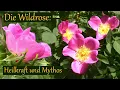 Download Lagu Wildrosen: Heilkraft und Mythos der Hecke