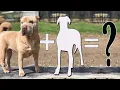 Top 10 Improbable Shar Pei Mixes Shar Pei Cross Breeds