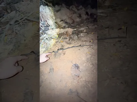 Most venomous snake in Thailand！￼