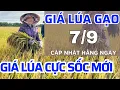 Download Lagu Giá lúa gạo hôm nay 7/9/2025 -QUÁ BẤT NGỜ Giá lúa tươi tại ruộng -giá lúa gạo|GIÁ LÚA GẠO NGÀY NAY