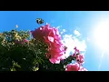 Download Lagu Ball Park Music - Cherub (Official Video)