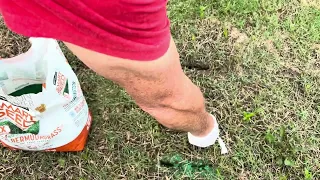 GRASS SEEEEED Pennington How to make it grow works Every time - Works For Me