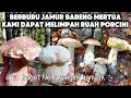 Download Lagu Panen super  melimpah jamur Porcini di Areh bareng mertua 